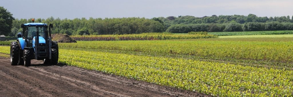 Aanplanting groenvoorzieningen
