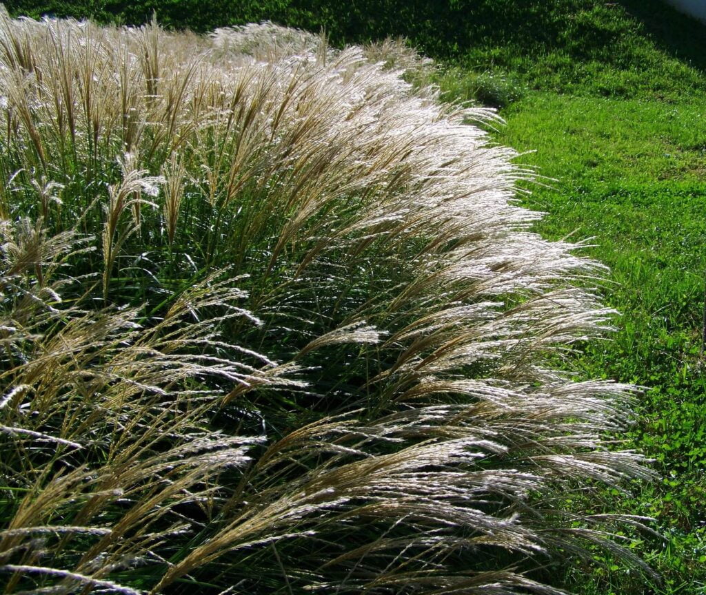 Siergrassen en vaste planten